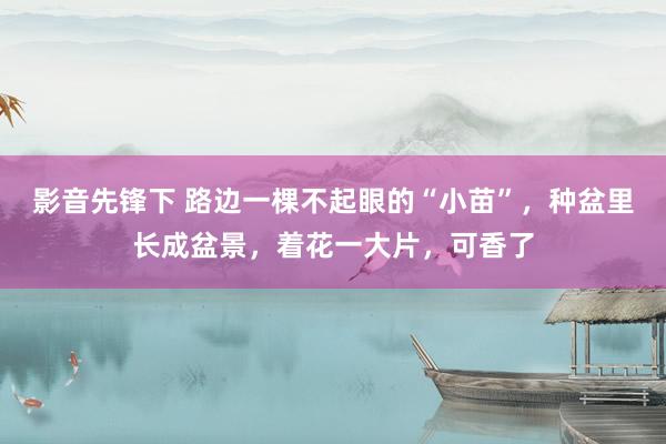 影音先锋下 路边一棵不起眼的“小苗”，种盆里长成盆景，着花一大片，可香了